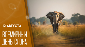 Международный день слонов